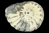 Ammonite (Pleuroceras) Fossil - Germany #125383-1